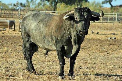 Victorinos para la despedida de Fernández Meca