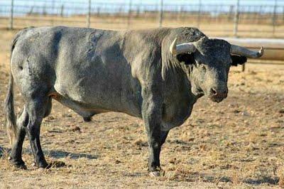 Victorinos para la despedida de Fernández Meca