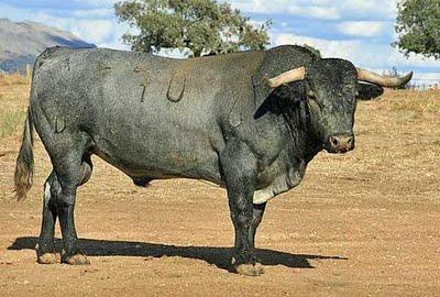 Victorinos para la despedida de Fernández Meca