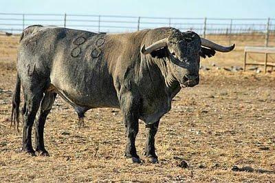 Victorinos para la despedida de Fernández Meca
