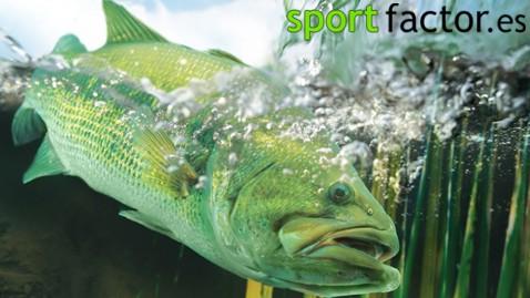 Como nutrirte para mejorar tus marcas (parte II)