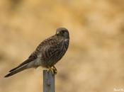 control biológico plagas responsabilidad Administraciones