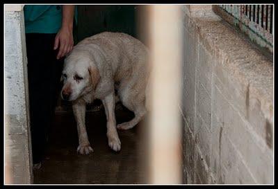 ANIA, 10 años, abandonada en la perrera con tumores mamarios ¡URGENTÍSIMO!