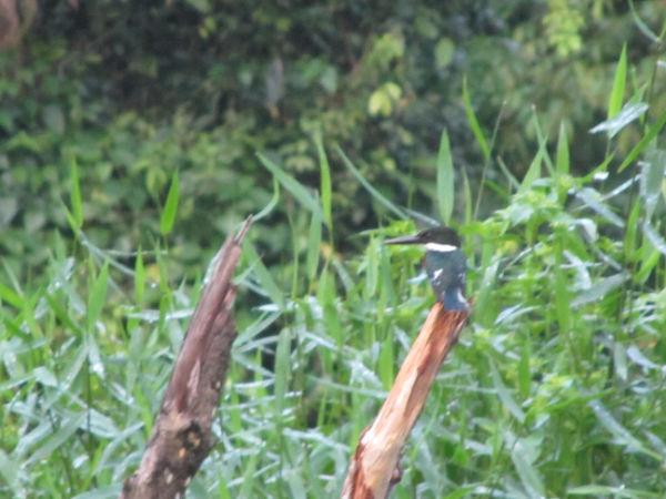 COSTA RICA SALVAJE ¡PURA VIDA! Tercera Parte