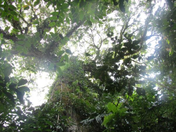 COSTA RICA SALVAJE ¡PURA VIDA! Tercera Parte