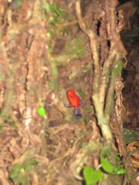 COSTA RICA SALVAJE ¡PURA VIDA! Tercera Parte