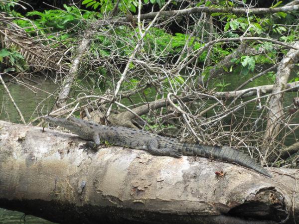 COSTA RICA SALVAJE ¡PURA VIDA! Tercera Parte