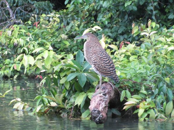 COSTA RICA SALVAJE ¡PURA VIDA! Tercera Parte