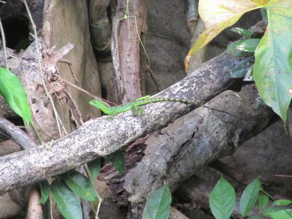 COSTA RICA SALVAJE ¡PURA VIDA! Tercera Parte