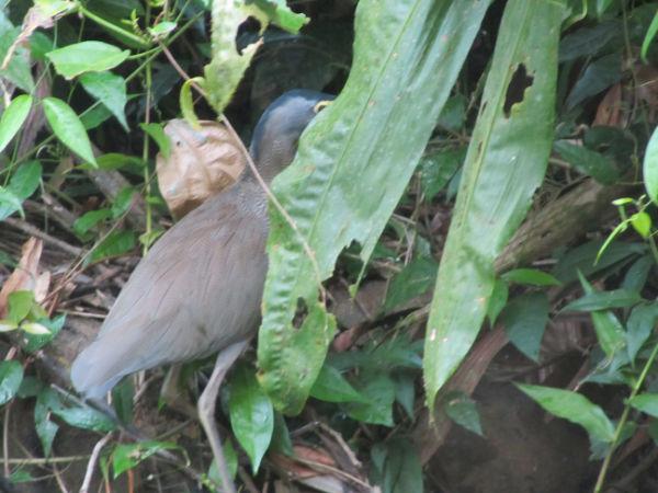 COSTA RICA SALVAJE ¡PURA VIDA! Tercera Parte