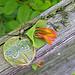 dragonfly stoneware pendant,  british columbia jade, freshwater pearl, & antiqued brass necklace