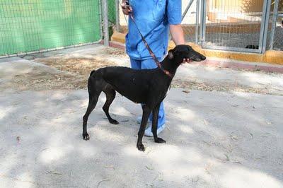 Galgos que sacrifican ya....(Málaga)