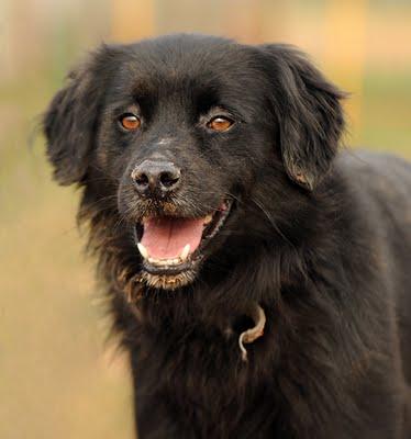 Nuestro Blacky siempre timido y dulce espera una familia.