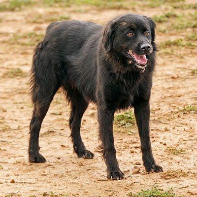 Nuestro Blacky siempre timido y dulce espera una familia.