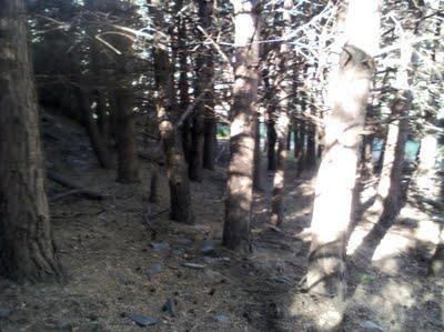 sendero gr140, bosque sierra nevada