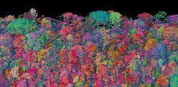 selva panama, biodiversidad, amazonas, greg asner