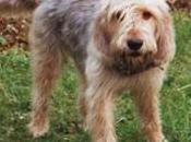 Otterhound perro nutria