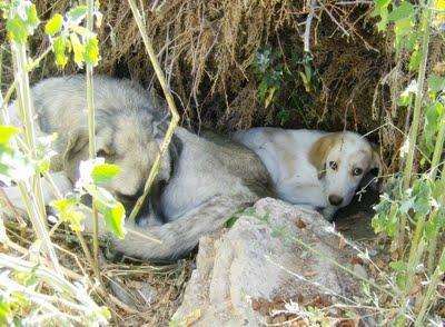 Mastina y cachorros viviendo en un vertedero. MUY URGENTE (Badajoz)
