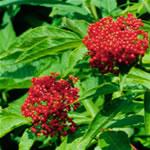 Sambucus ebulus o yezgo, fotos