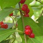 Sambucus ebulus o yezgo, fotos