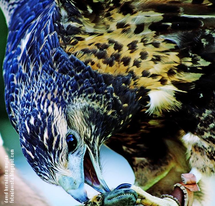Fotografía realizada en Miranda do Douro, Portugal, a un ave de la zona de los Arribes del Duero perteneciente a la familia de los halcones, en una exhibición de aves rapaces