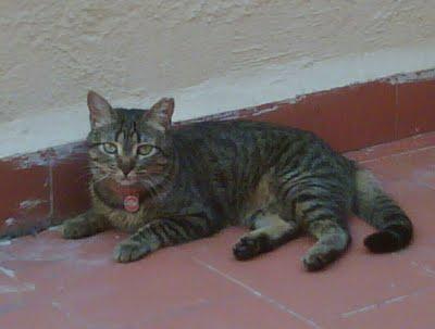 MUY MUY URGENTE!!! FIONA SE HA PERDIDO EN GASOLINERA - ESTÁ ENFERMA - CÓRDOBA