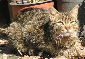 MUY MUY URGENTE!!! FIONA SE HA PERDIDO EN GASOLINERA - ESTÁ ENFERMA - CÓRDOBA