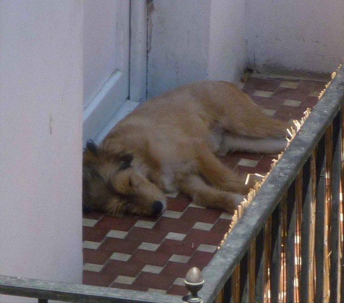 Encerrada en un balcón, sin comida ni agua (Valencia)