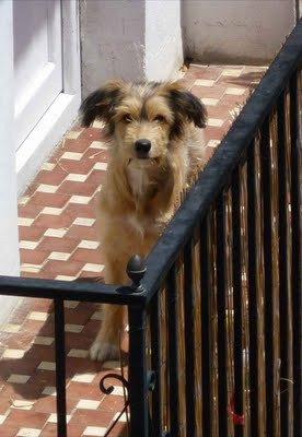 Encerrada en un balcón, sin comida ni agua (Valencia)