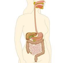 La salud intestinal