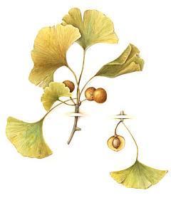 ginko Ginkgo biloba
