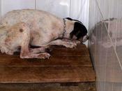 Historias adoptados. Bodeguera aterrada