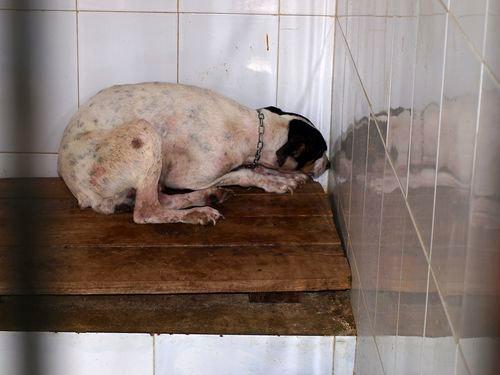 Historias de adoptados. Bodeguera aterrada