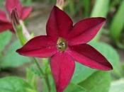 Nicotiana longiflora