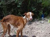 Podenca puros huesos