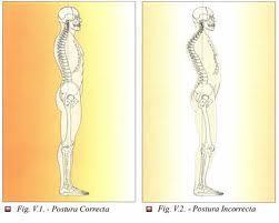 ¿Cuál es la postura correcta de la columna vertebral?