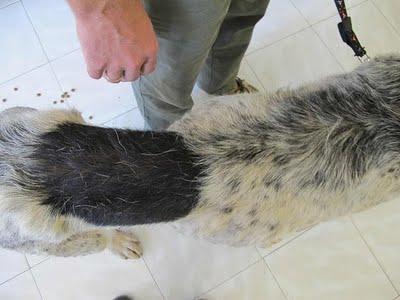 MASTIN EN LOS HUESOS, ACOGIDA O ADOPCIÓN. (HUELVA)