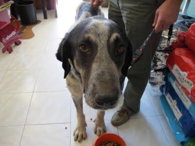 MASTIN EN LOS HUESOS, ACOGIDA O ADOPCIÓN. (HUELVA)