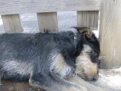 Perrito abandonado es un amor teckel. (Valencia)