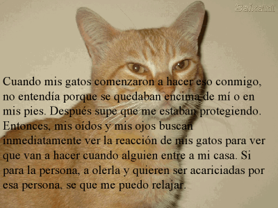 LOS GATOS NUESTROS AMIGOS