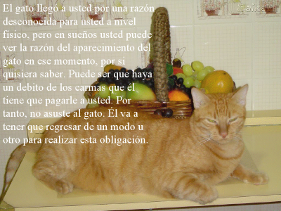 LOS GATOS NUESTROS AMIGOS