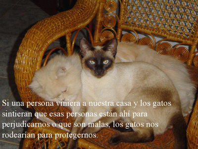LOS GATOS NUESTROS AMIGOS