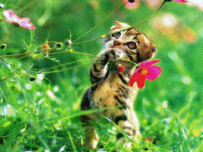 LOS GATOS NUESTROS AMIGOS