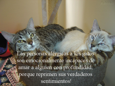 LOS GATOS NUESTROS AMIGOS
