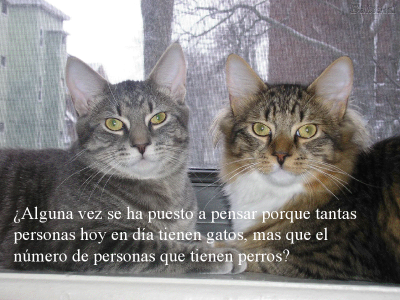 LOS GATOS NUESTROS AMIGOS