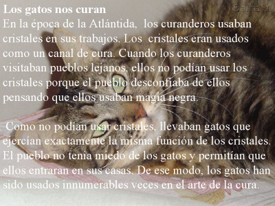 LOS GATOS NUESTROS AMIGOS