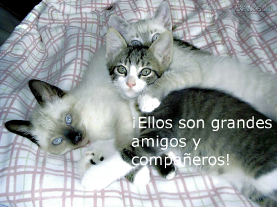 LOS GATOS NUESTROS AMIGOS
