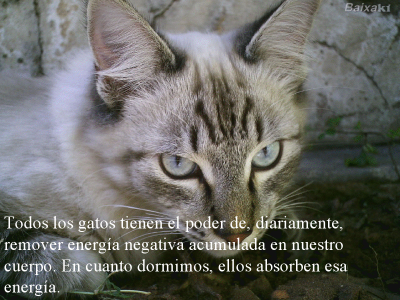 LOS GATOS NUESTROS AMIGOS