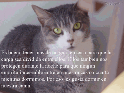 LOS GATOS NUESTROS AMIGOS
