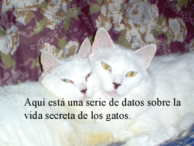 LOS GATOS NUESTROS AMIGOS